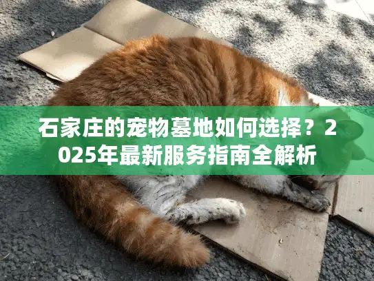 石家庄的宠物墓地如何选择？2025年最新服务指南全解析