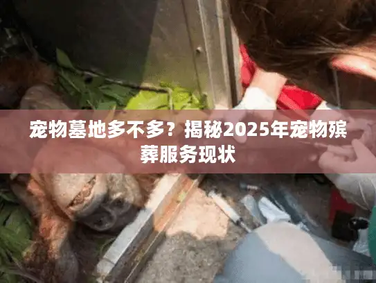 宠物墓地多不多？揭秘2025年宠物殡葬服务现状