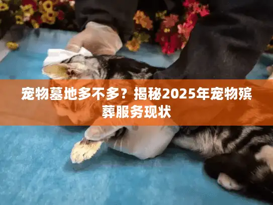 宠物墓地多不多？揭秘2025年宠物殡葬服务现状