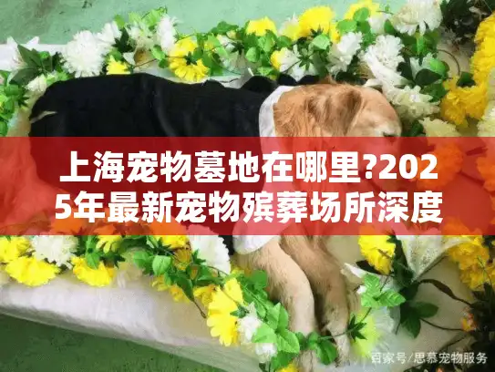上海宠物墓地在哪里?2025年最新宠物殡葬场所深度解析