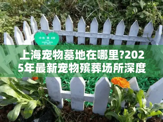 上海宠物墓地在哪里?2025年最新宠物殡葬场所深度解析