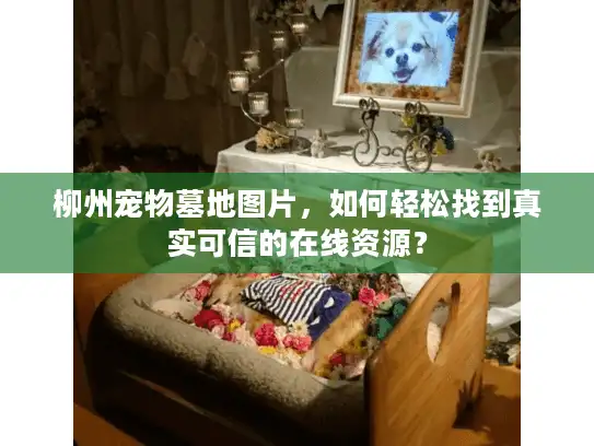 柳州宠物墓地图片，如何轻松找到真实可信的在线资源？
