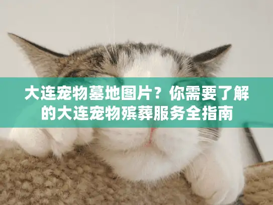 大连宠物墓地图片？你需要了解的大连宠物殡葬服务全指南