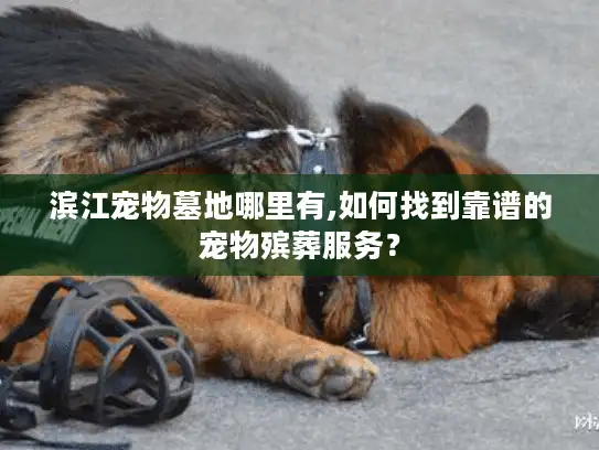 滨江宠物墓地哪里有,如何找到靠谱的宠物殡葬服务？