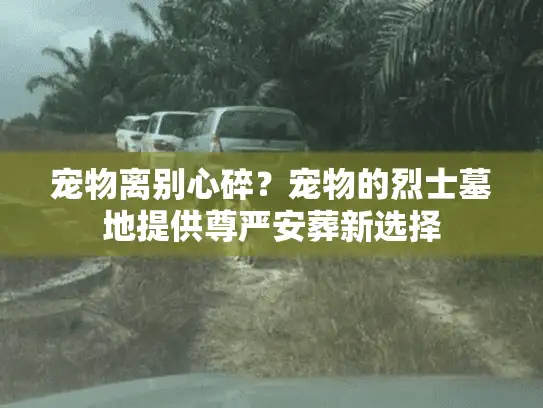 宠物离别心碎？宠物的烈士墓地提供尊严安葬新选择