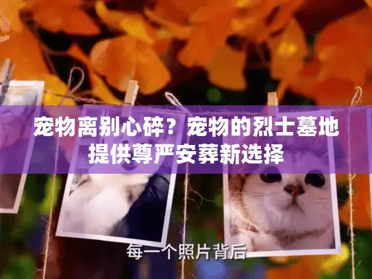 宠物离别心碎？宠物的烈士墓地提供尊严安葬新选择