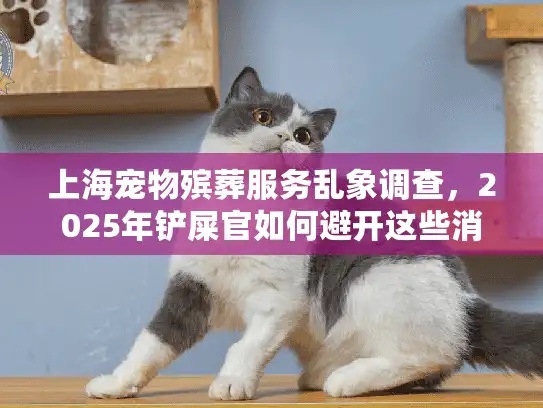 上海宠物殡葬服务乱象调查，2025年铲屎官如何避开这些消费陷阱？