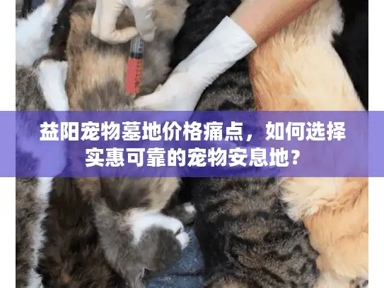 益阳宠物墓地价格痛点，如何选择实惠可靠的宠物安息地？