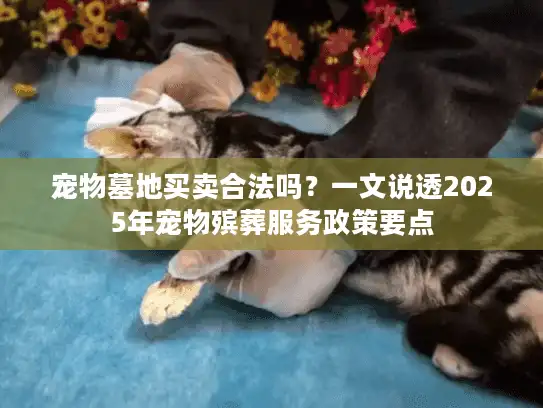 宠物墓地买卖合法吗？一文说透2025年宠物殡葬服务政策要点
