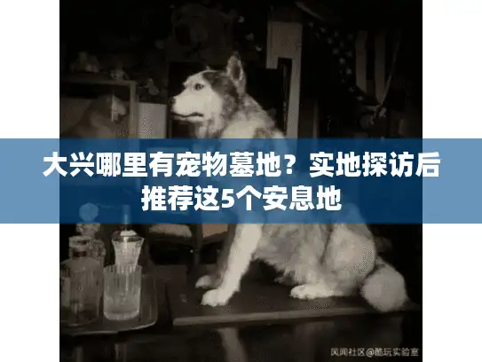 大兴哪里有宠物墓地？实地探访后推荐这5个安息地