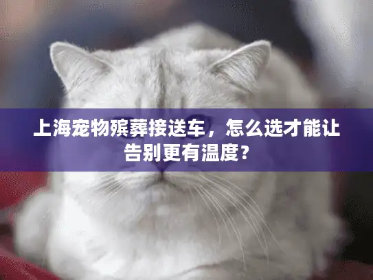 上海宠物殡葬接送车，怎么选才能让告别更有温度？