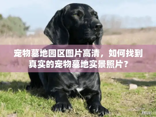 宠物墓地园区图片高清，如何找到真实的宠物墓地实景照片？