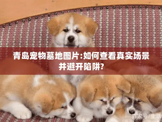 青岛宠物墓地图片:如何查看真实场景并避开陷阱?