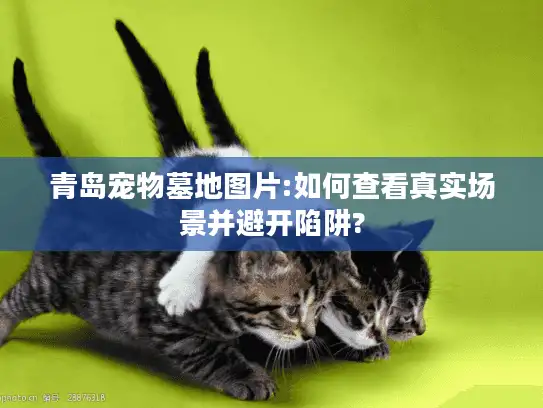 青岛宠物墓地图片:如何查看真实场景并避开陷阱?