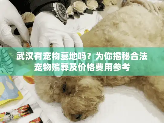 武汉有宠物墓地吗？为你揭秘合法宠物殡葬及价格费用参考
