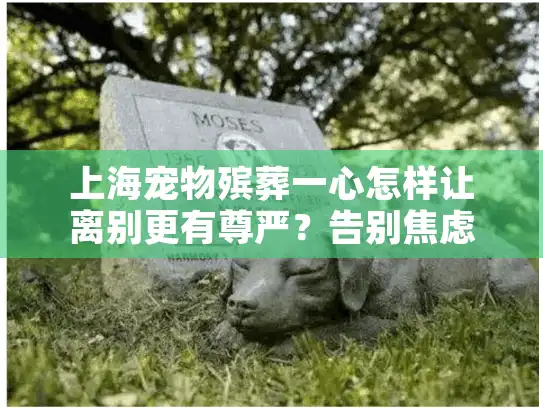 上海宠物殡葬一心怎样让离别更有尊严？告别焦虑解决方案