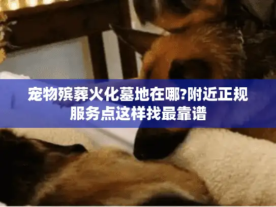 宠物殡葬火化墓地在哪?附近正规服务点这样找最靠谱