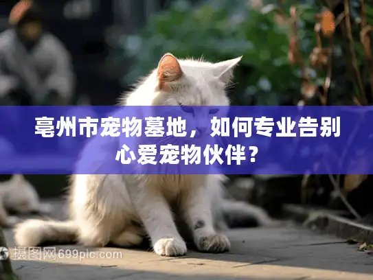 亳州市宠物墓地，如何专业告别心爱宠物伙伴？