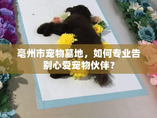 亳州市宠物墓地，如何专业告别心爱宠物伙伴？
