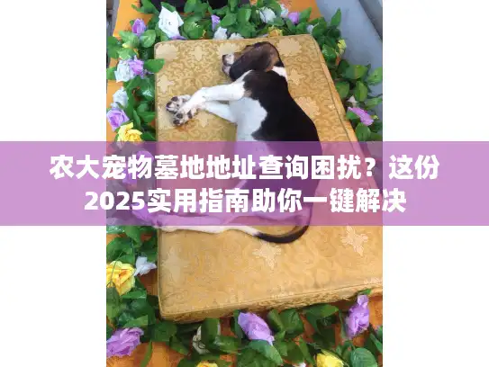 农大宠物墓地地址查询困扰？这份2025实用指南助你一键解决