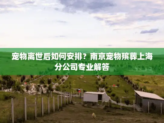 宠物离世后如何安排？南京宠物殡葬上海分公司专业解答