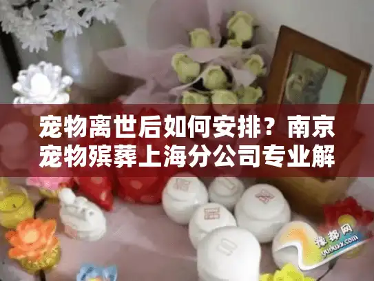 宠物离世后如何安排？南京宠物殡葬上海分公司专业解答