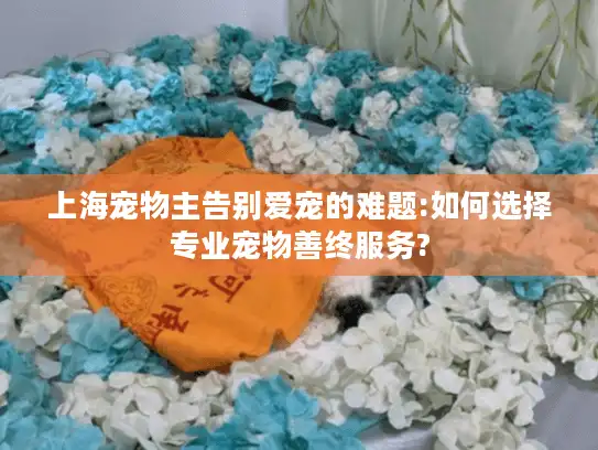 上海宠物主告别爱宠的难题:如何选择专业宠物善终服务?