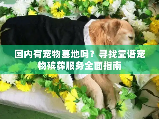 国内有宠物墓地吗？寻找靠谱宠物殡葬服务全面指南