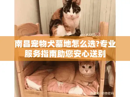 南昌宠物犬墓地怎么选?专业服务指南助您安心送别