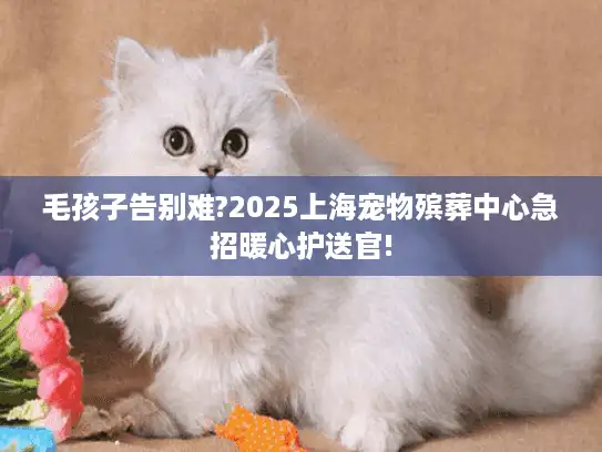 毛孩子告别难?2025上海宠物殡葬中心急招暖心护送官!