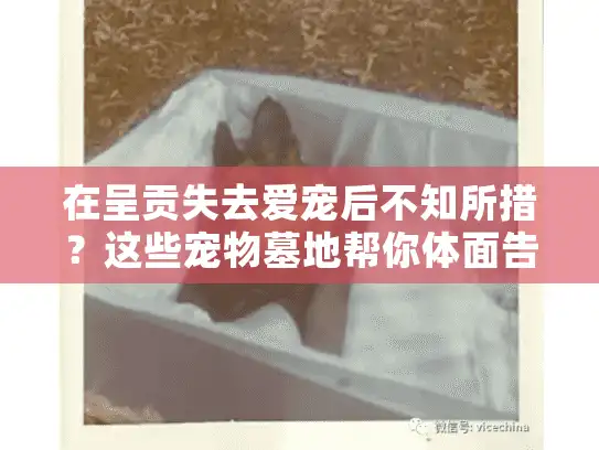 在呈贡失去爱宠后不知所措？这些宠物墓地帮你体面告别