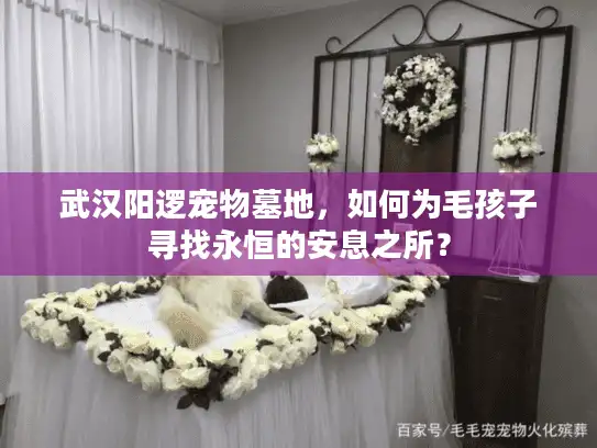 武汉阳逻宠物墓地，如何为毛孩子寻找永恒的安息之所？