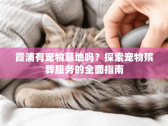 霞浦有宠物墓地吗？探索宠物殡葬服务的全面指南