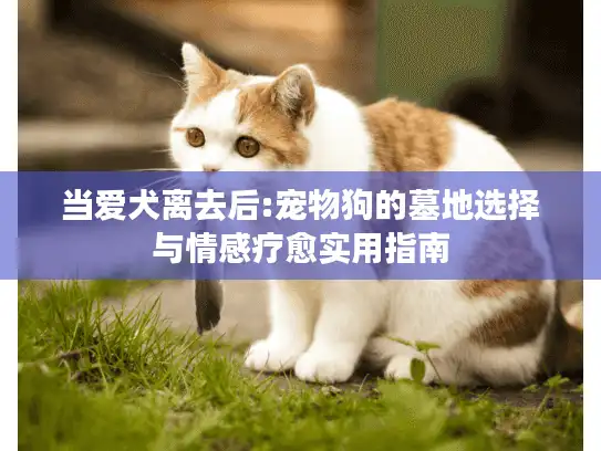 当爱犬离去后:宠物狗的墓地选择与情感疗愈实用指南