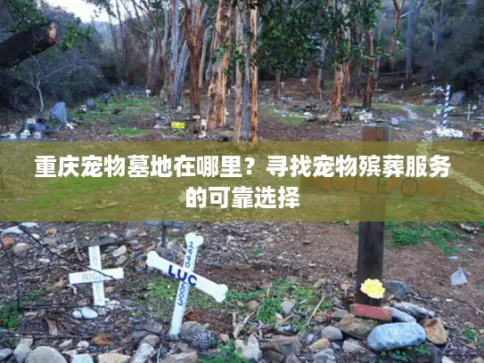 重庆宠物墓地在哪里？寻找宠物殡葬服务的可靠选择