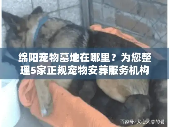 绵阳宠物墓地在哪里？为您整理5家正规宠物安葬服务机构