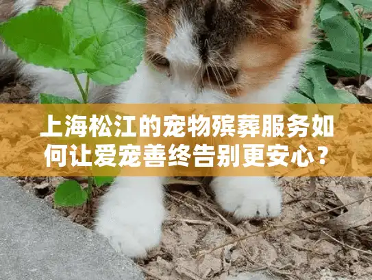 上海松江的宠物殡葬服务如何让爱宠善终告别更安心？