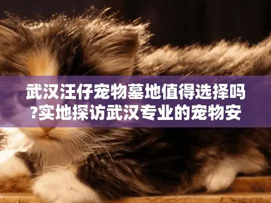 武汉汪仔宠物墓地值得选择吗?实地探访武汉专业的宠物安葬园地服务
