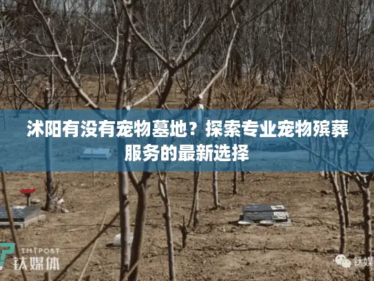 沭阳有没有宠物墓地？探索专业宠物殡葬服务的最新选择