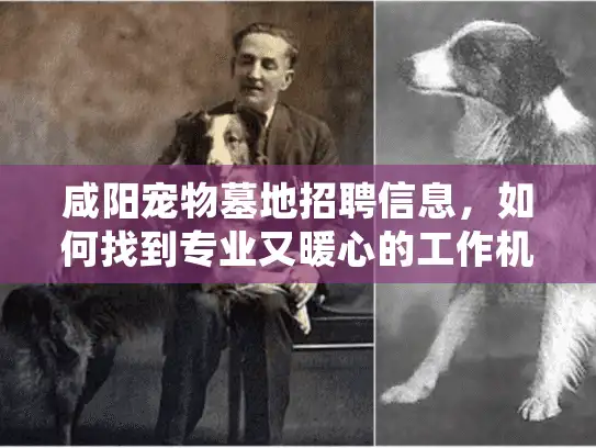 咸阳宠物墓地招聘信息，如何找到专业又暖心的工作机会？