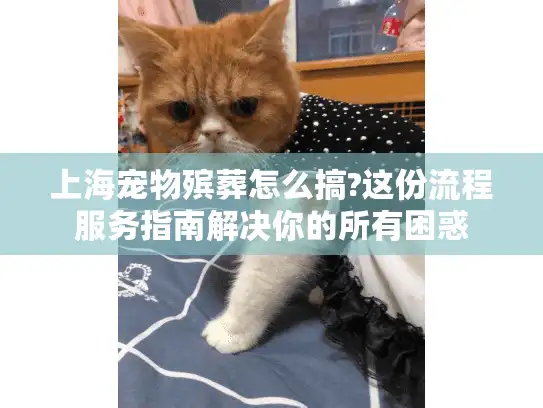 上海宠物殡葬怎么搞?这份流程服务指南解决你的所有困惑
