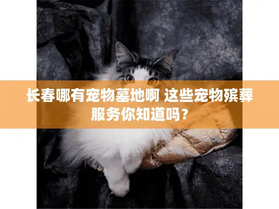 长春哪有宠物墓地啊 这些宠物殡葬服务你知道吗？