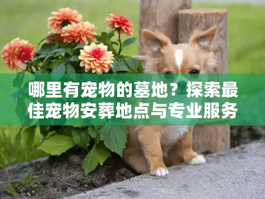 哪里有宠物的墓地？探索最佳宠物安葬地点与专业服务指南