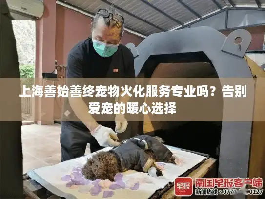 上海善始善终宠物火化服务专业吗？告别爱宠的暖心选择