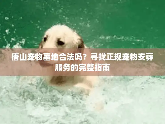 唐山宠物墓地合法吗？寻找正规宠物安葬服务的完整指南