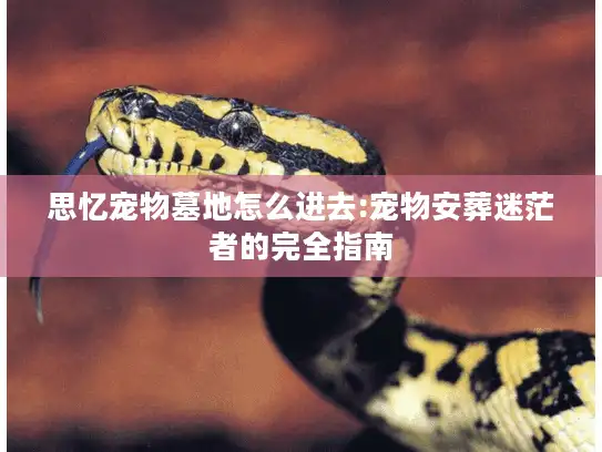 思忆宠物墓地怎么进去:宠物安葬迷茫者的完全指南
