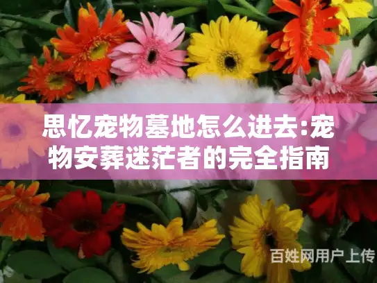 思忆宠物墓地怎么进去:宠物安葬迷茫者的完全指南