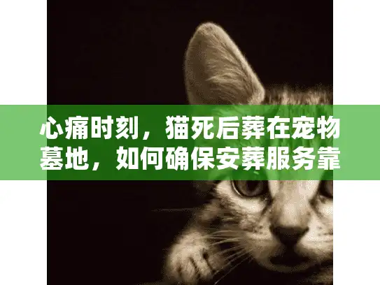 心痛时刻，猫死后葬在宠物墓地，如何确保安葬服务靠谱安心？
