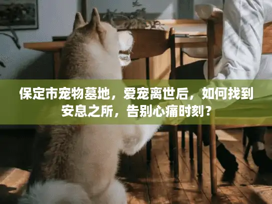 保定市宠物墓地，爱宠离世后，如何找到安息之所，告别心痛时刻？