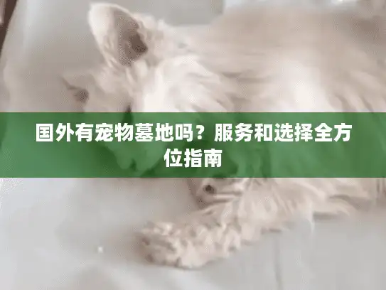 国外有宠物墓地吗？服务和选择全方位指南
